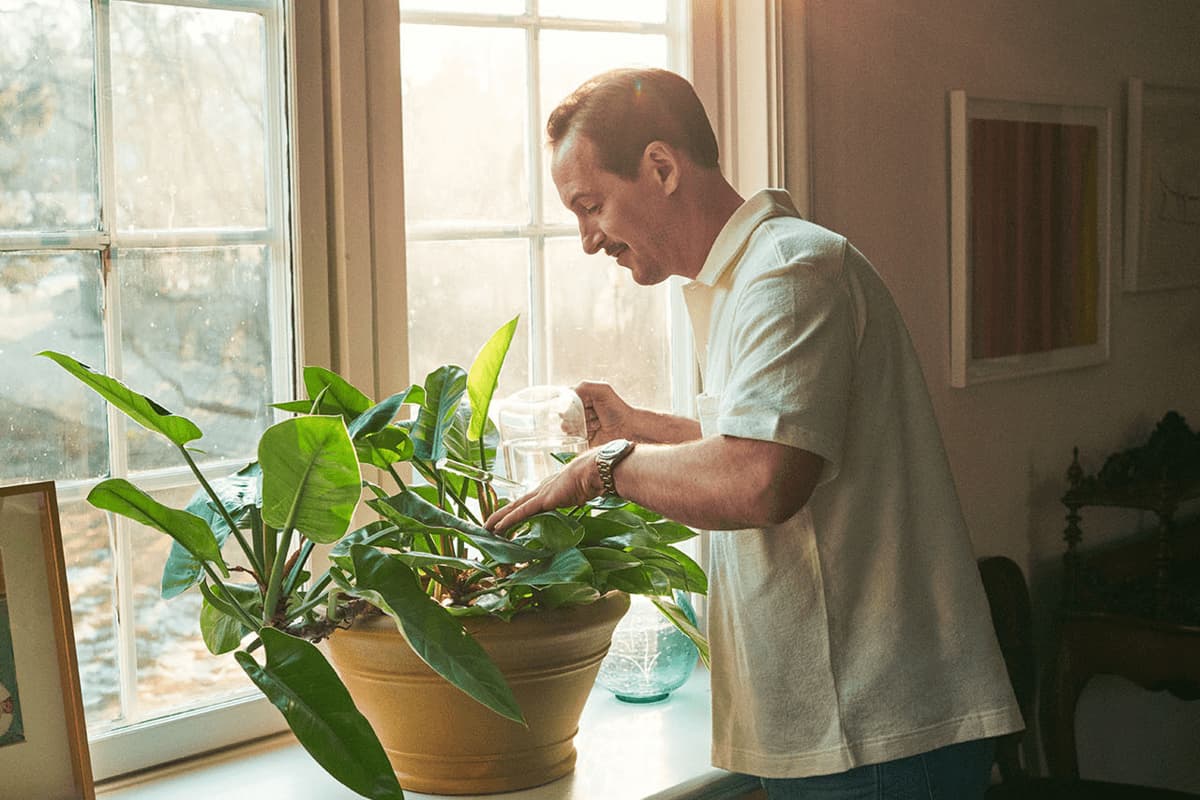 Person watering a large potted plant on a windowsill in warm natural light